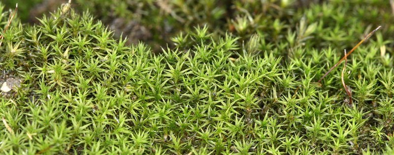 Didymodon rigidulus var. rigidulus